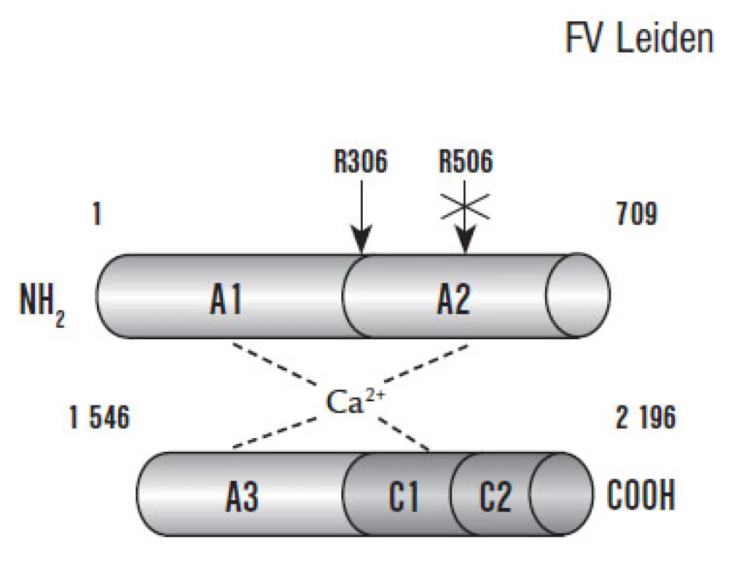 Prokoagulační struktura F V (převzato z práce Segers K, Dahlbäck B, Nicolaes G. Coagulation factor V and thrombophilia: Background and mechanisms).