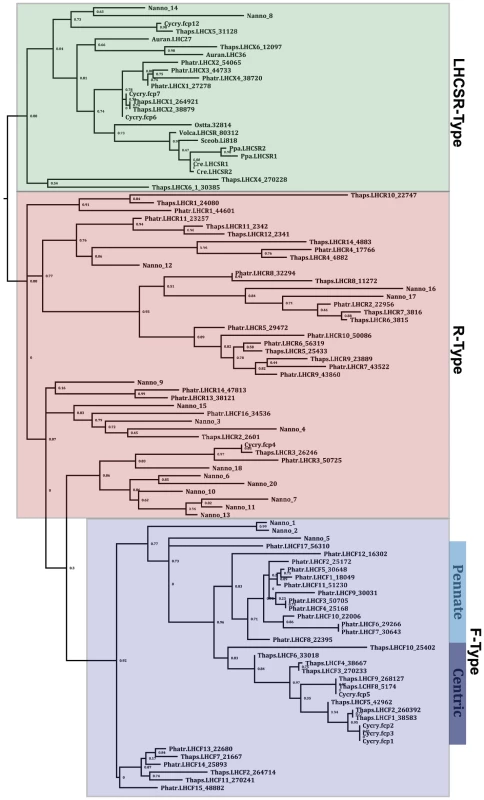 Maximum likelihood analysis of a MUSCLE alignment of 19 of the identified putative VCP protein sequences from <i>Nannochloropsis oceanica</i> CCMP1779 (Nanno) and the annotated LHC and LHCSR-like sequences from <i>Phaeodactylum tricornutum</i> (Phatr), <i>Cyclotella cryptica</i> (Cycry), <i>Thalassiosira pseudonana</i> (Thaps), <i>Aureococcus anophagefferens</i> (Auran), and the LHCSR-like sequences from <i>Chlamydomonas reinhardtii</i> (Cre), <i>Ostreococcus tauri</i> (Ossta), <i>Physcomitrella patens</i> (Ppa), <i>Scenedesmus obliquus</i> (Sceob), and <i>Volvox carteri</i> (Volca).