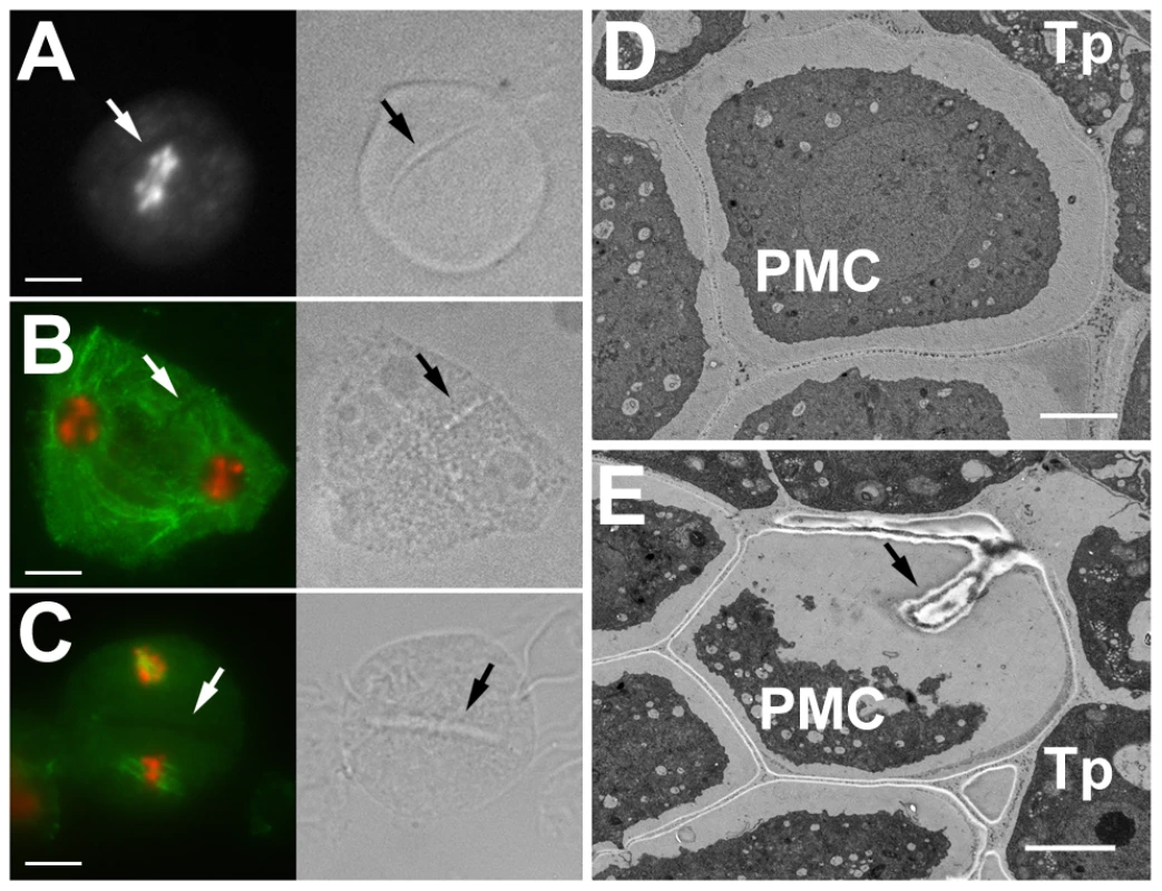 Ectopic cell wall-like structures in <i>cycb3;1</i> mutants.