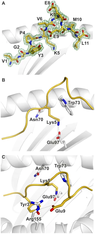 Conformation of the bound peptide.