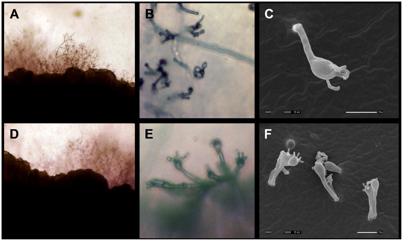 Environmental <i>C. gattii</i> isolates are fertile.