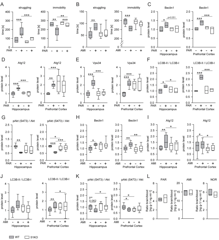 FKBP51 is required for acute effects of paroxetine and amitriptyline on behavior and autophagic pathways.