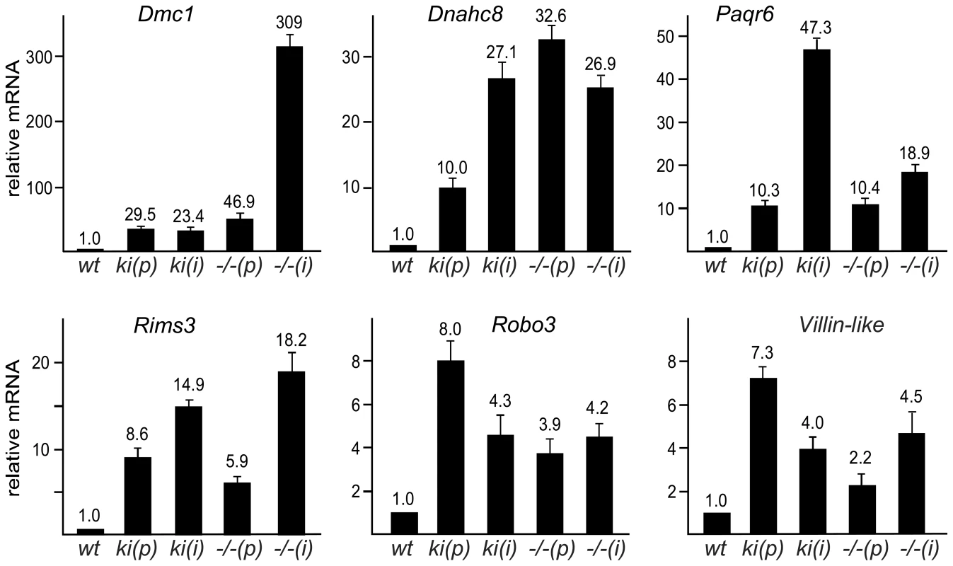 SUMOylation of Sp3 is required for silencing of spermatocyte-specific and neuronal genes in MEFs.