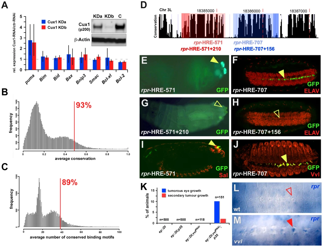 Functional and evolutionary conservation of coupling differentiation and apoptosis on the transcription factor level.