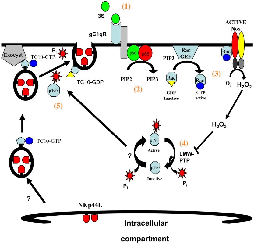 Model of 3S mediated NKp44L translocation on CD4<sup>+</sup> T cells.