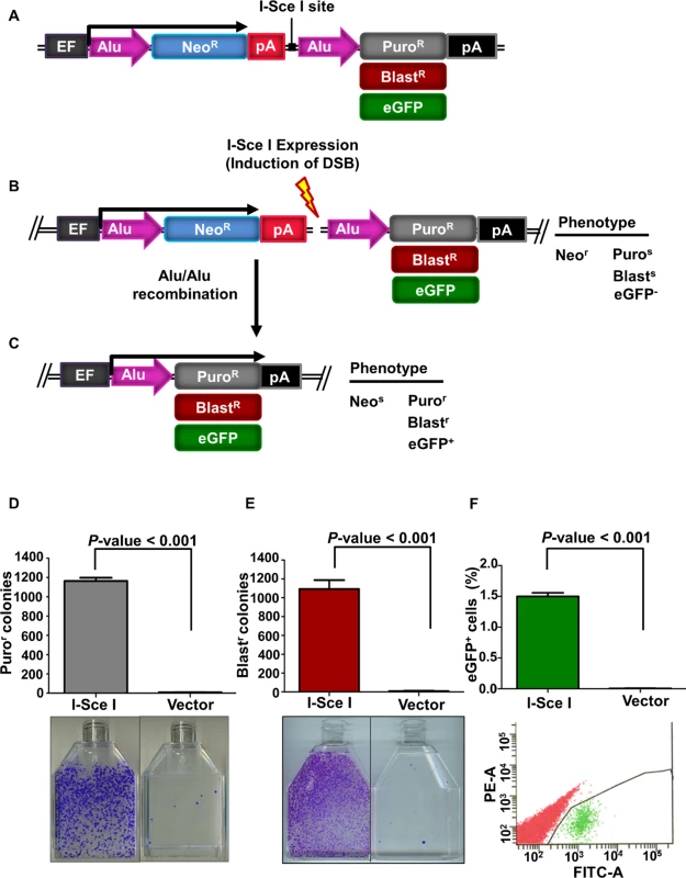 The Alu/Alu recombination system.