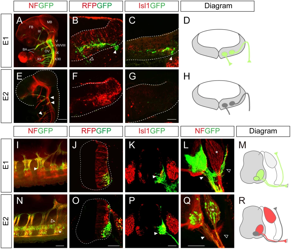 Characterization of the <i>Isl1</i> enhancers in the neural tube.
