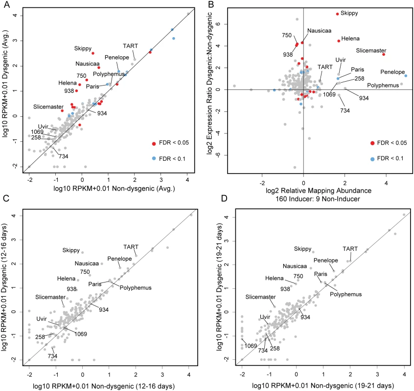 Increased TE expression in the dysgenic germline persists through adulthood.