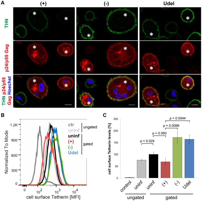 Vpu antagonises cell surface Tetherin in MDMs.