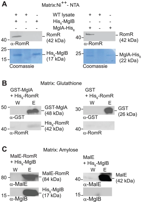 RomR interacts directly with MglA and MglB.