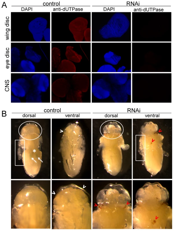 Morphological consequences of dUTPase silencing.