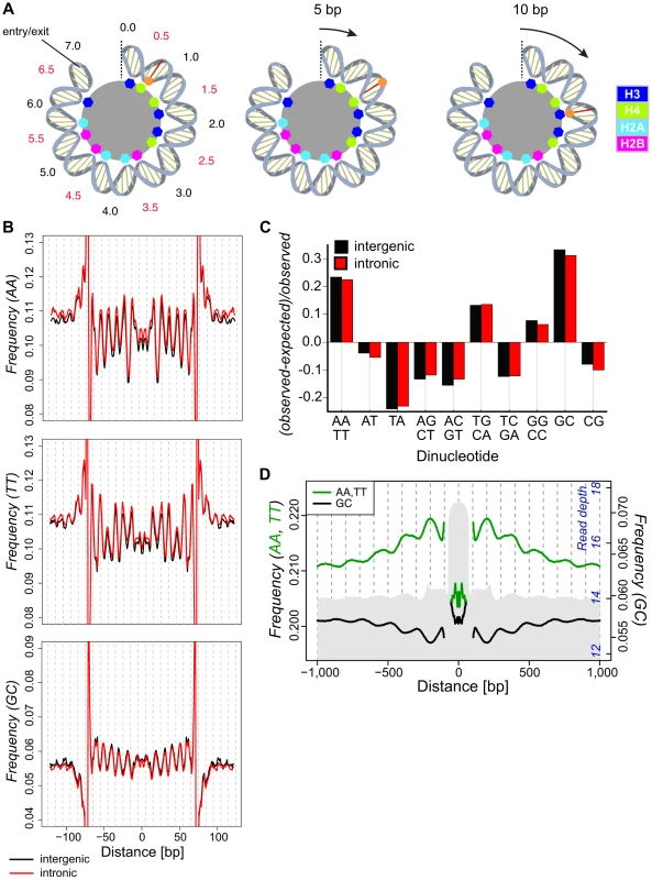 Dinucleotide frequencies in the <i>D. melanogaster</i> genome show small (∼10 bp) and large (∼180) scale periodicities relative to isolated nucleosomal fragments.