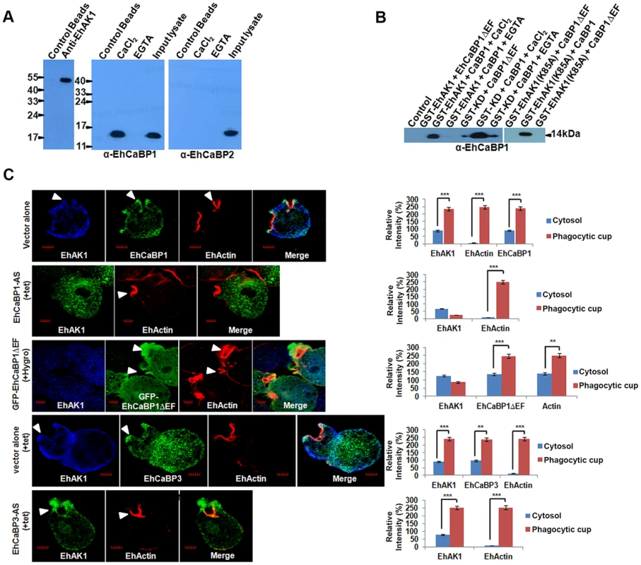 Recruitment of EhAK1 at the phagocytic cups through EhCaBP1.