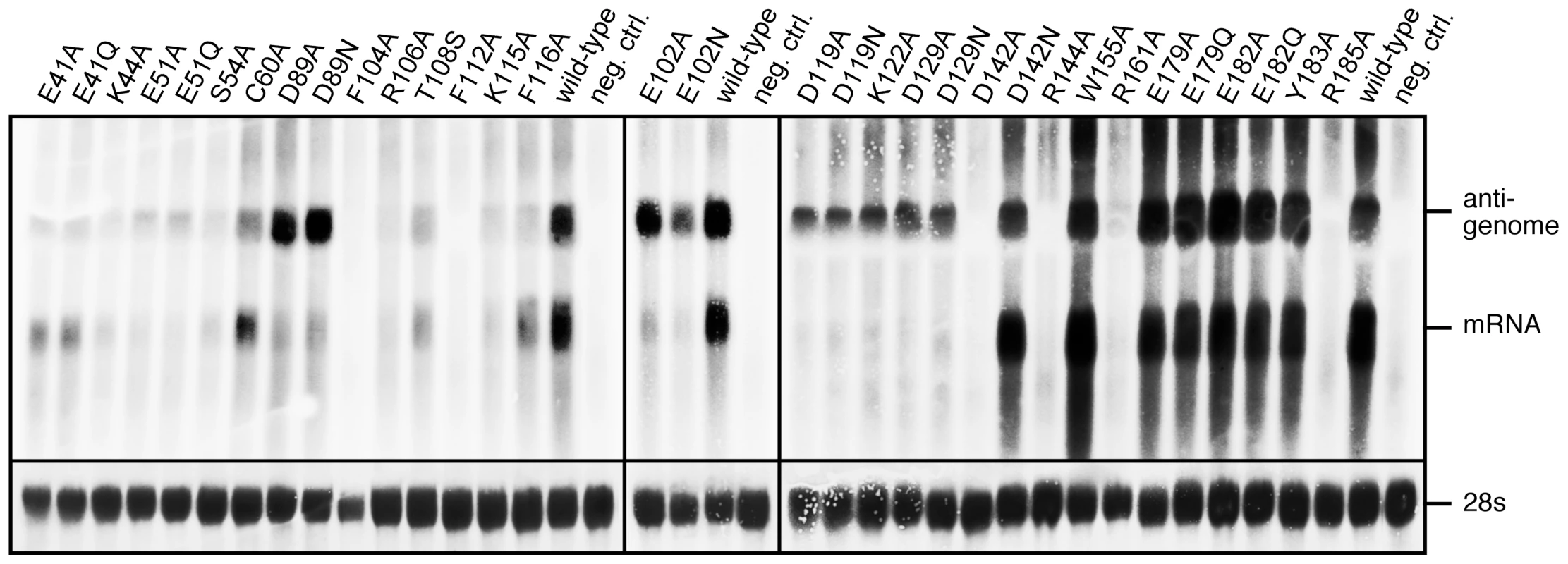 Mutational analysis of the L protein in the context of the LCMV replicon system.
