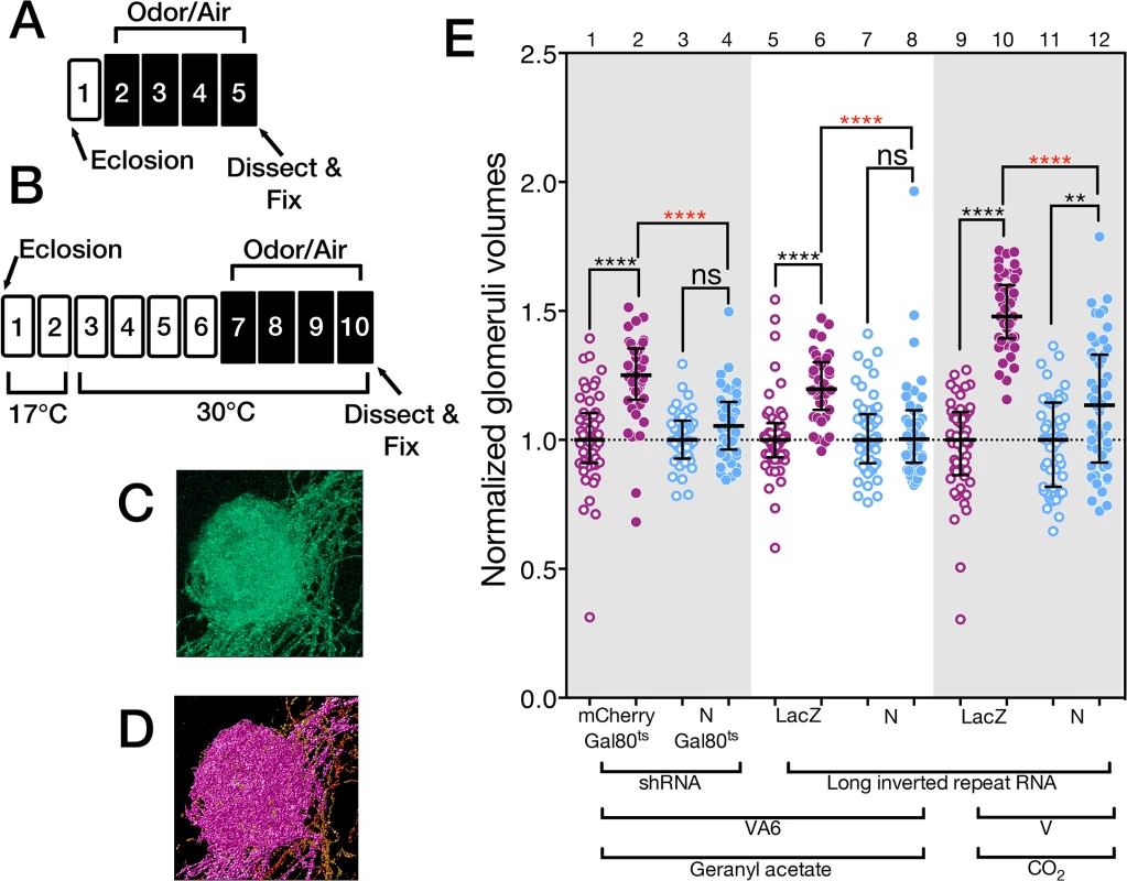 N regulates the increase in volume that glomeruli undergo when flies are chronically exposed to odor.