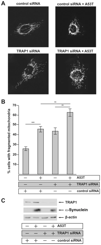 Transient siRNA-mediated knockdown of TRAP1 increases [A53T]α-Synuclein-induced mitochondrial fragmentation.