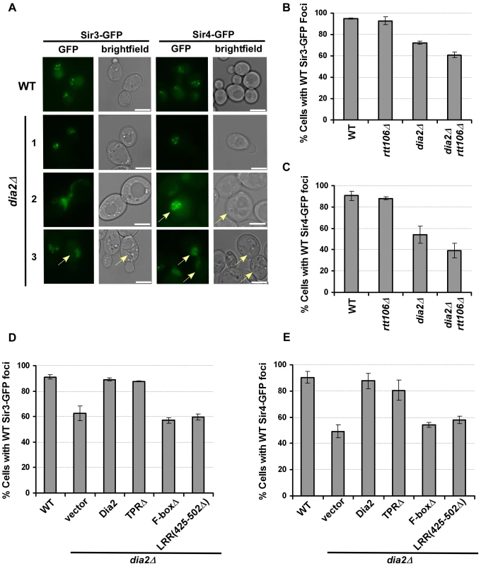 Sir3 and Sir4 are mislocalized in <i>dia2</i>Δ cells and cells expressing <i>dia2</i> mutants lacking the Dia2 F-box or LRR domain.