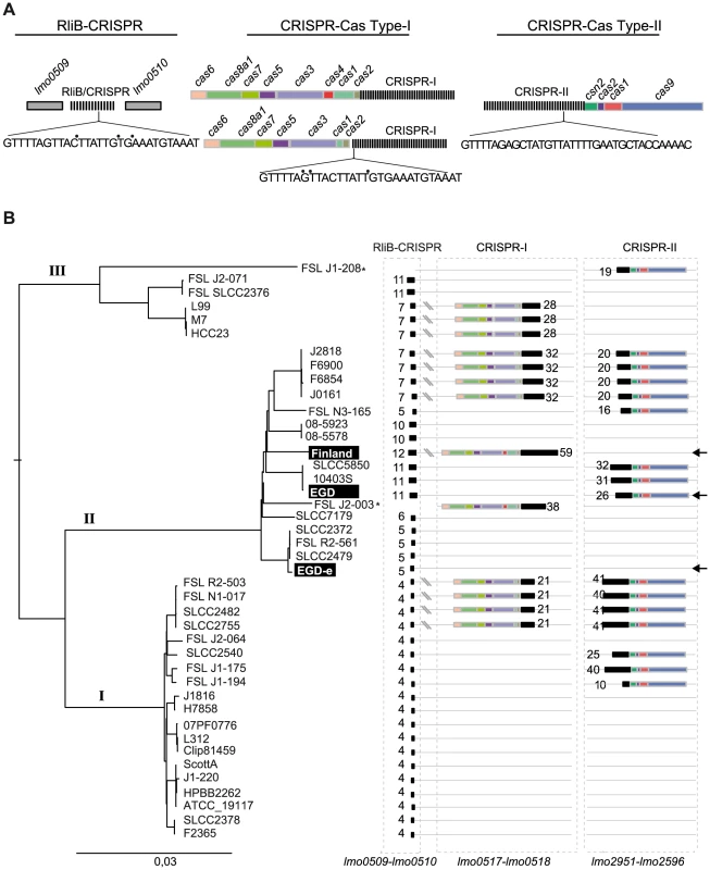 CRISPR-Cas systems in <i>L.monocytogenes</i> genomes.