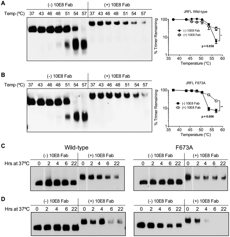 10E8 enhances physical stability of Env trimers against heat-induced denaturation.