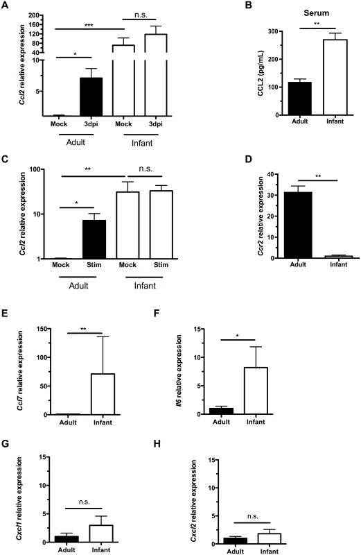 Infant mice do not form a gradient of CCL2 expression during colonization.