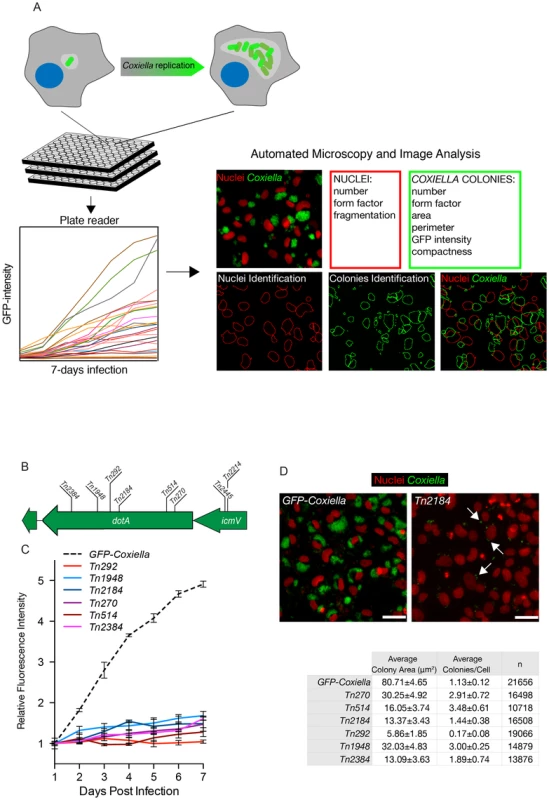 Multi-phenotypic high-content screen of <i>Coxiella</i> transposon mutants.