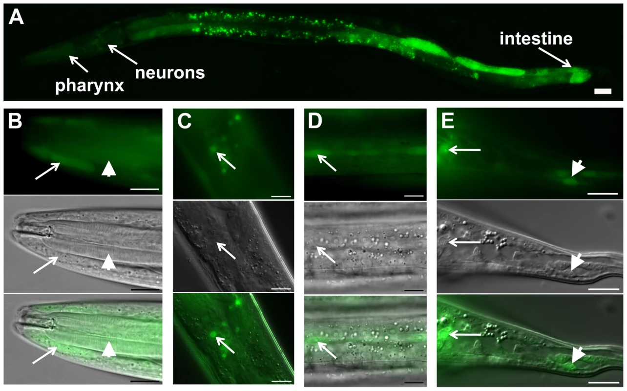 <i>daf-31</i> expression pattern in wild-type N2 animals.