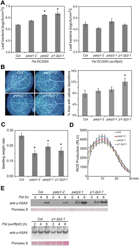 Arabidopsis <i>parp</i> mutants are compromised in basal resistance.