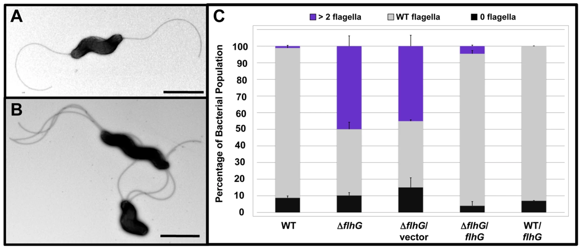 FlhG controls polar flagellar numbers in <i>C. jejuni</i>.
