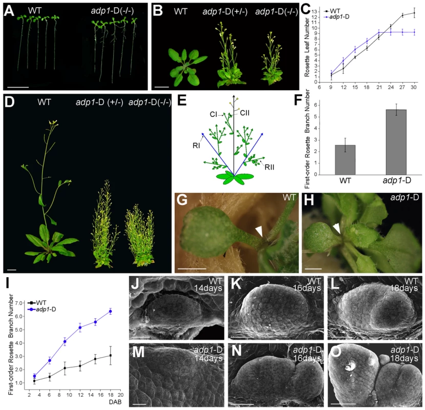 The <i>adp1</i>-D mutant displayed pleiotropic phenotypes.