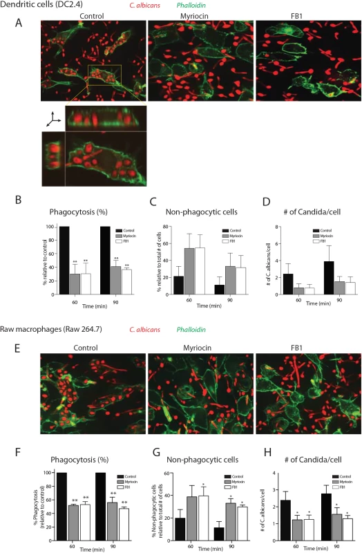 Inhibition of sphingolipid biosynthesis impaired the phagocytosis of <i>C</i>. <i>albicans</i>.