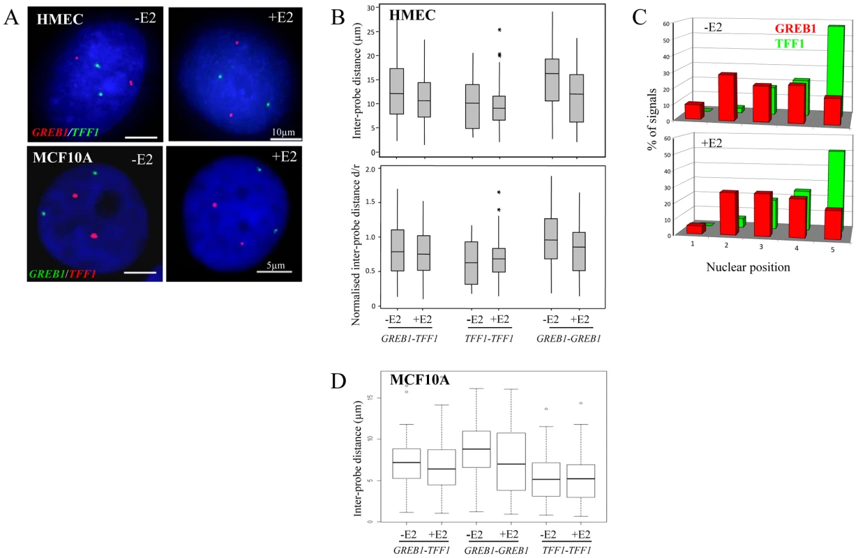 Nuclear organisation of <i>TFF1</i> and <i>GREB1</i> in diploid primary and tumor epithelial cells.