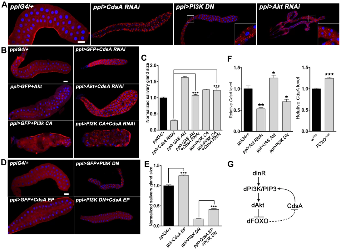The insulin pathway genetically interacts with <i>CdsA</i> and affects the transcription level of <i>CdsA</i>.