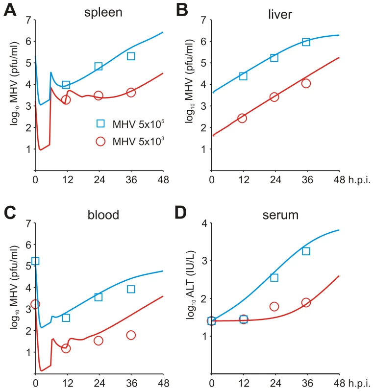 Systemic dynamics of MHV infection in mice.