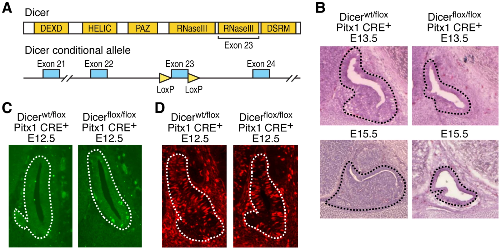 Deletion of Dicer during pituitary development leads to cell death and hypoplastic phenotype.