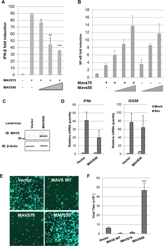 MAVS50 inhibits MAVS70-dependent IFN induction.