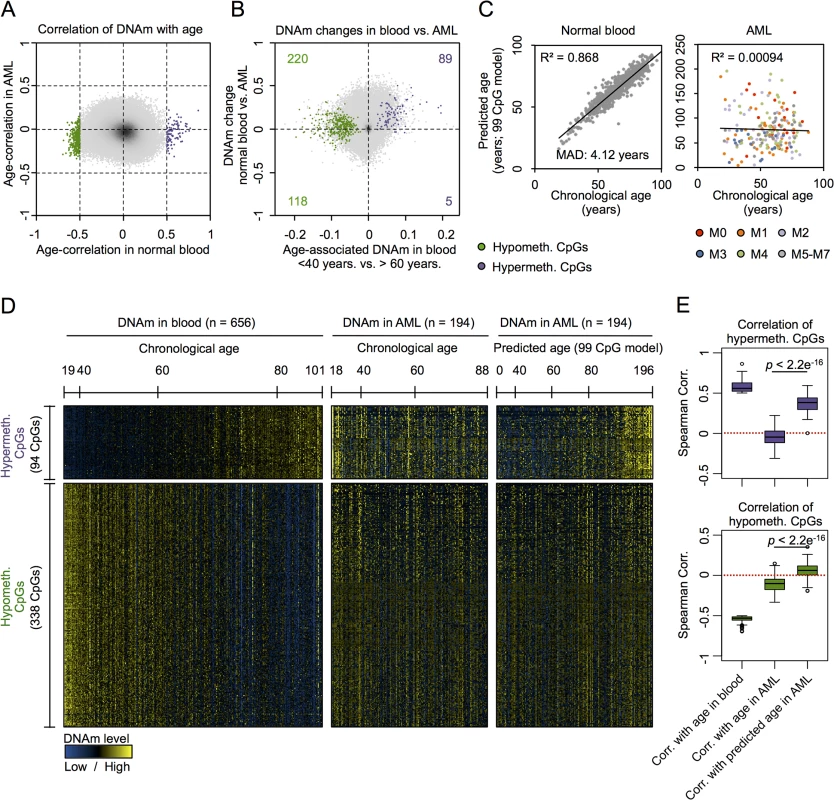 CpGs with age-associated hypermethylation are coherently modified in AML.