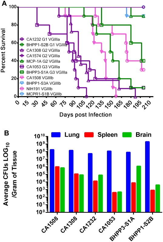 Environmental isolates that share an indistinguishable MLST profile with clinical isolates are less virulent in mice.