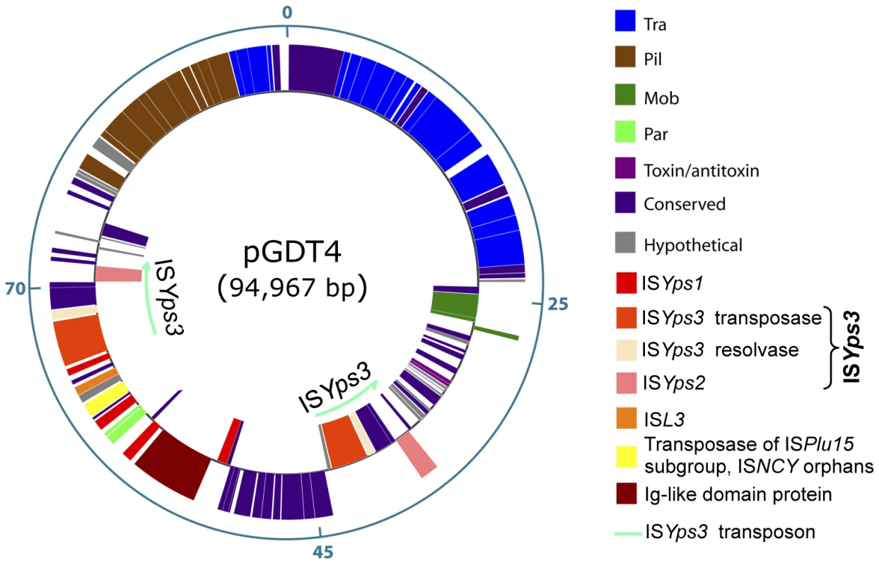 Genetic map of pGDT4.