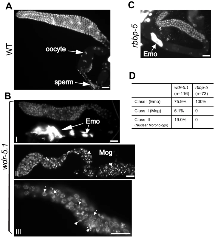 Temperature-sensitive germ cell development defects in <i>wdr-5.1</i> and <i>rbbp-5</i> mutants.