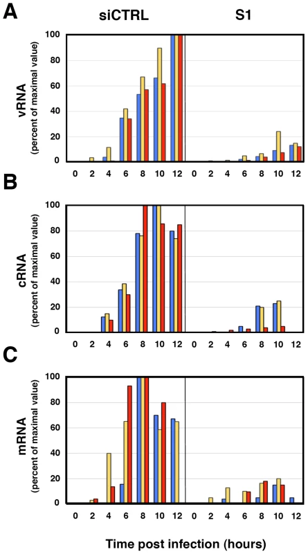 Accumulation of positive- and negative-polarity RNAs during the influenza virus infection of SFPQ/PSF-silenced cells.