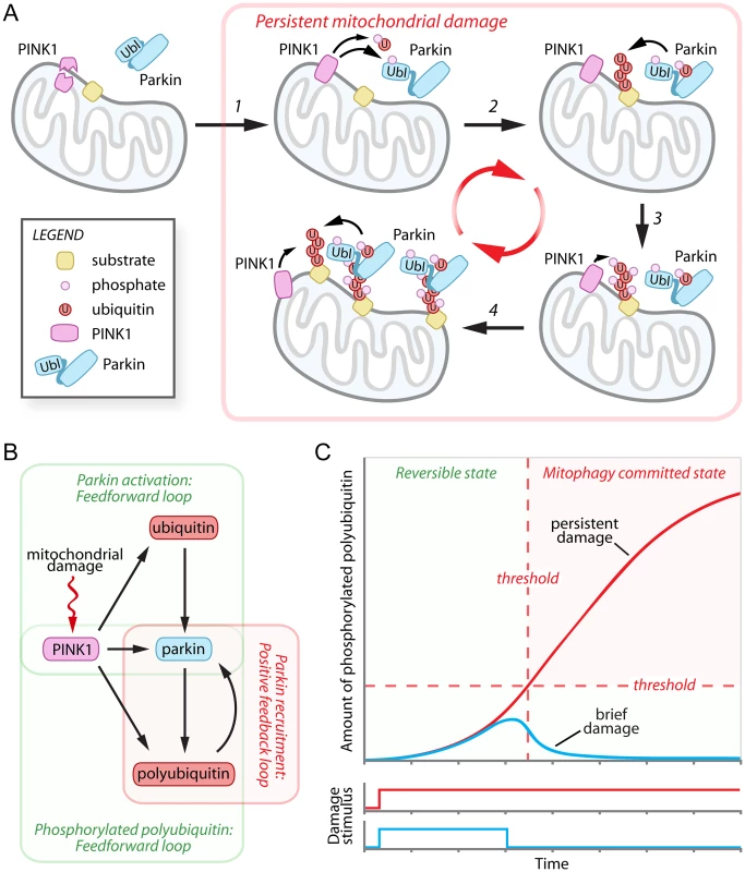 Damage-induced feedforward and positive feedback loops mediate the cellular decision to destroy mitochondria.