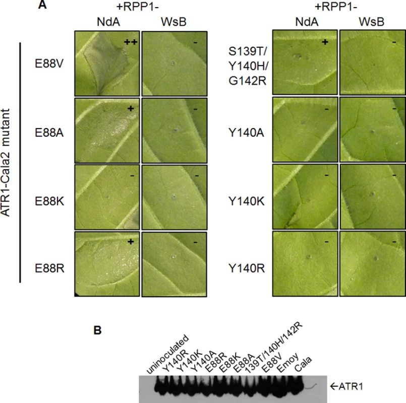 Charge-substituting mutations on ATR1 recognition surfaces variably alter allele-specific HR.