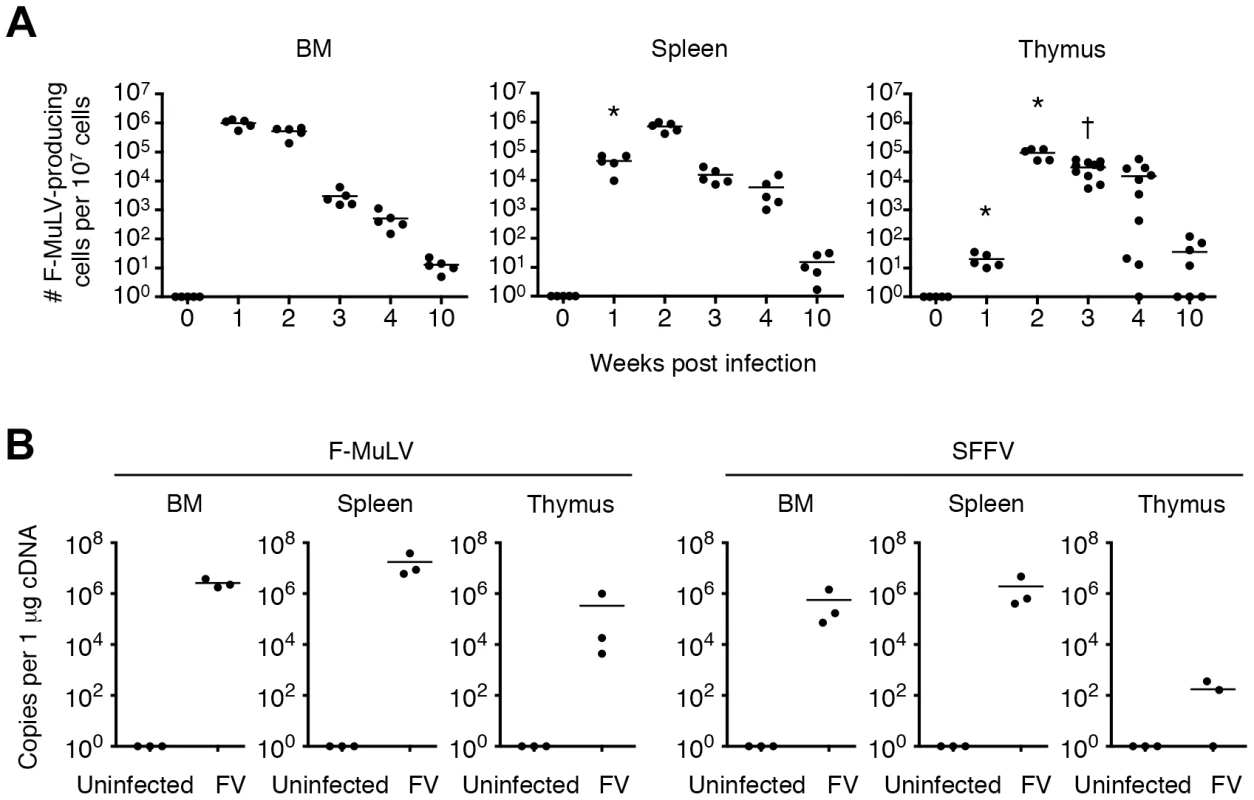 FV disseminates to and persists in the thymus following infection.