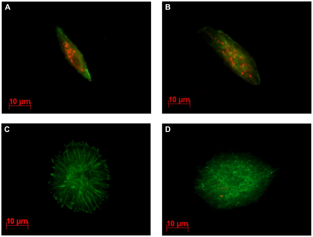 LbGAP and LbGAPy are detected in lamellocytes of parasitized <i>D. melanogaster</i> larvae.