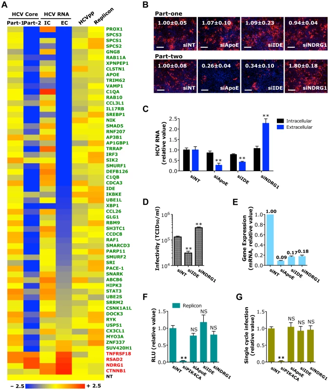 Identification of host factors important in HCV assembly or secretion.