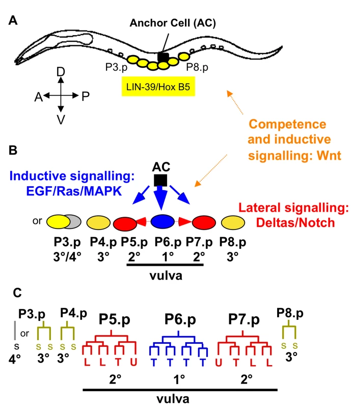 <i>Caenorhabditis elegans</i> vulval cell fate patterning.