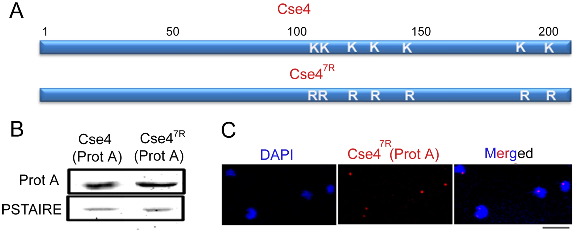 Cse4<sup>7R</sup> -Prot A is functional in <i>C. albicans</i>.
