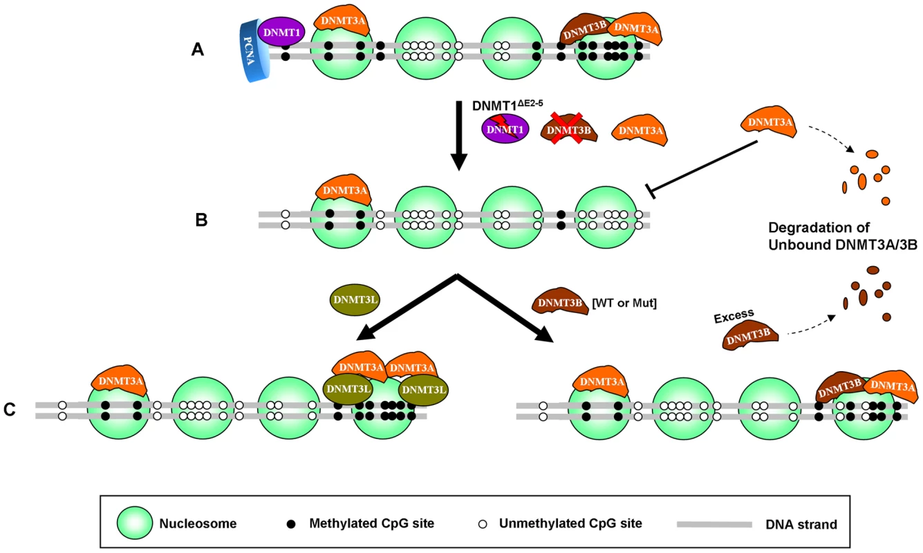 Model for selective stabilization of DNMT3A/3B through anchoring to nucleosomes containing methylated DNA.