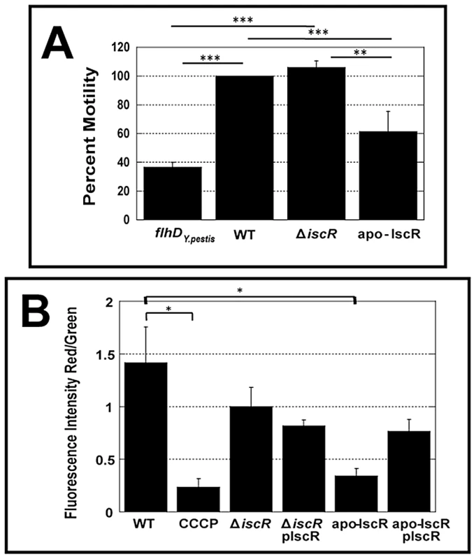 The apo-IscR mutant strain displays decreased motility and disruption of electrical potential.