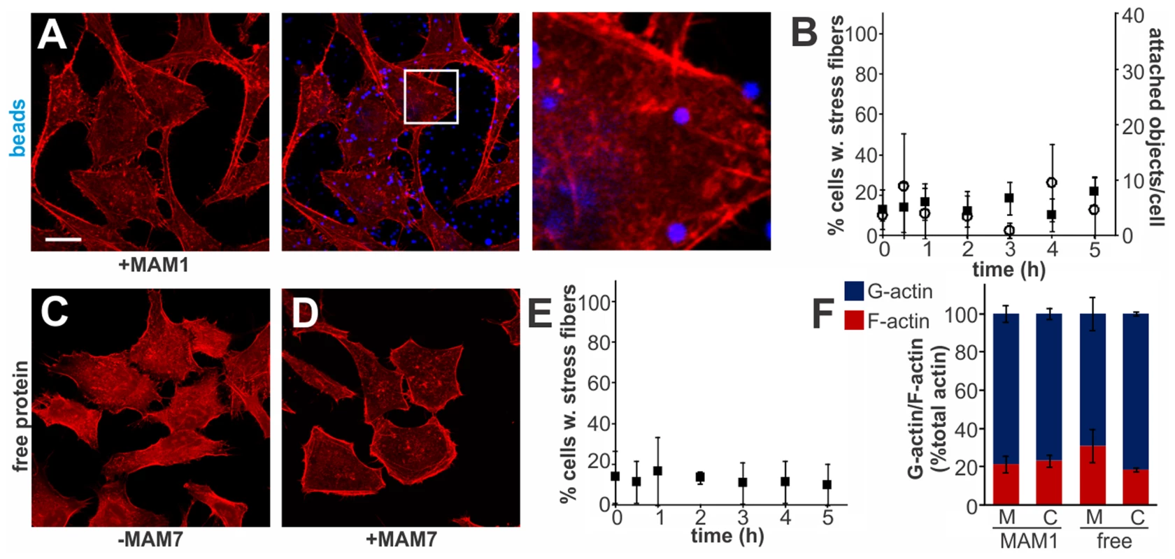 Multivalent, clustered MAM7 is necessary to trigger actin rearrangements in host cells.